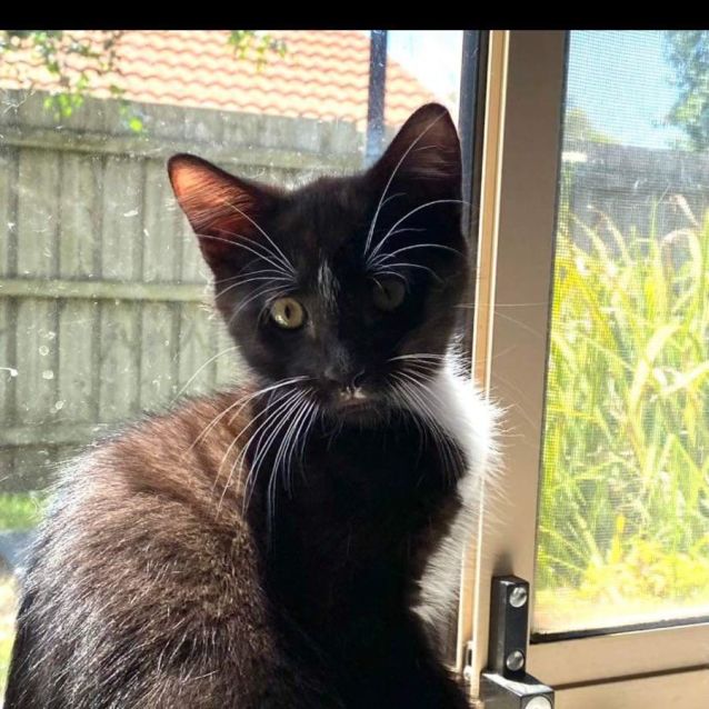 Photo of Oatmeal Petstock Carrum Downs 17/3/24