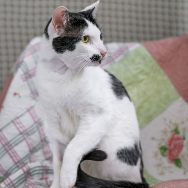 Photo of Puss Puss **2nd Chance Cat Rescue**