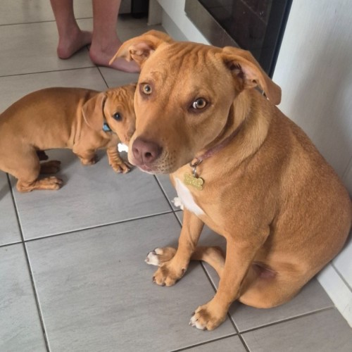 No photo for Diglett