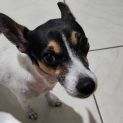 Photo of Rosie