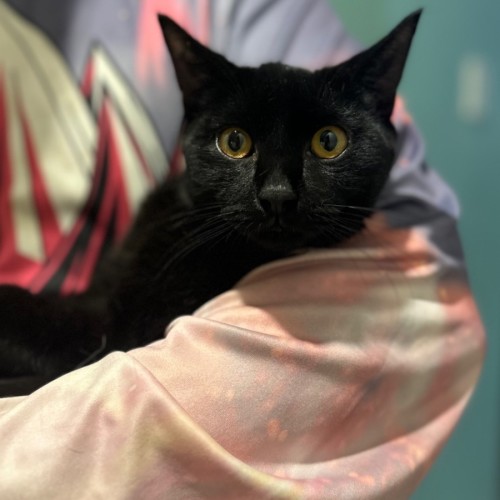 Salem