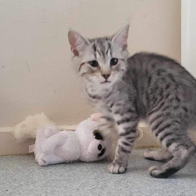 Photo of Rex *9 Lives Project Rescue*