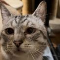 Photo of Merlin