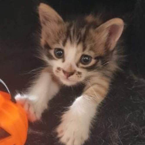 Daphne