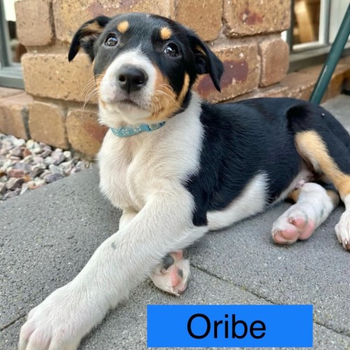 The Calandras Litter