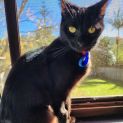 Photo of Raven