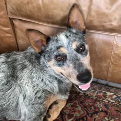 River ~ 2yr Old Cattle Dog(Rev. Apps 11/2/22)