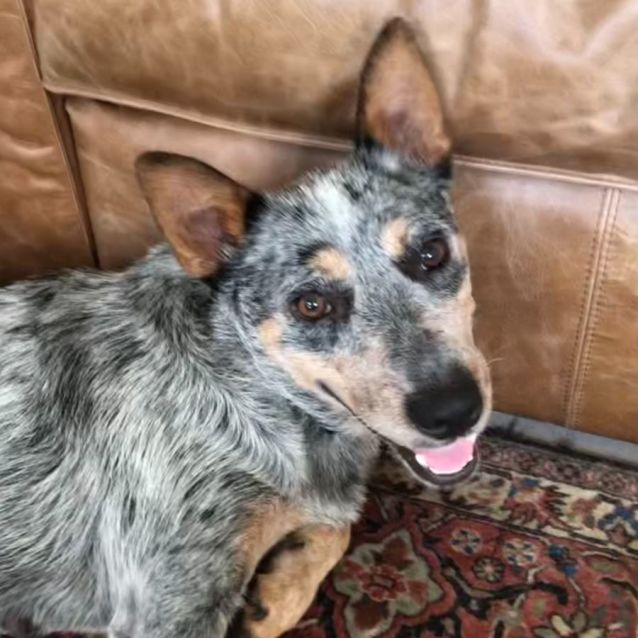 Photo of River ~ 2yr Old Cattle Dog(rev. Apps 11/2/22)