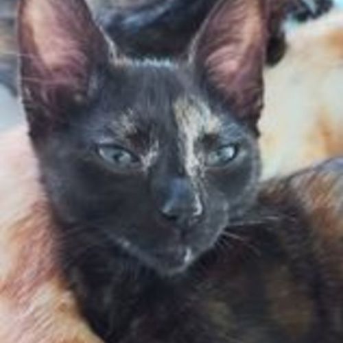 Cocoa