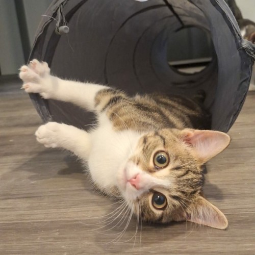 Muffin (Located in Werribee)