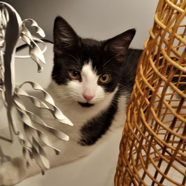 Photo of Tobias ^^Dandy Cat Rescue^^