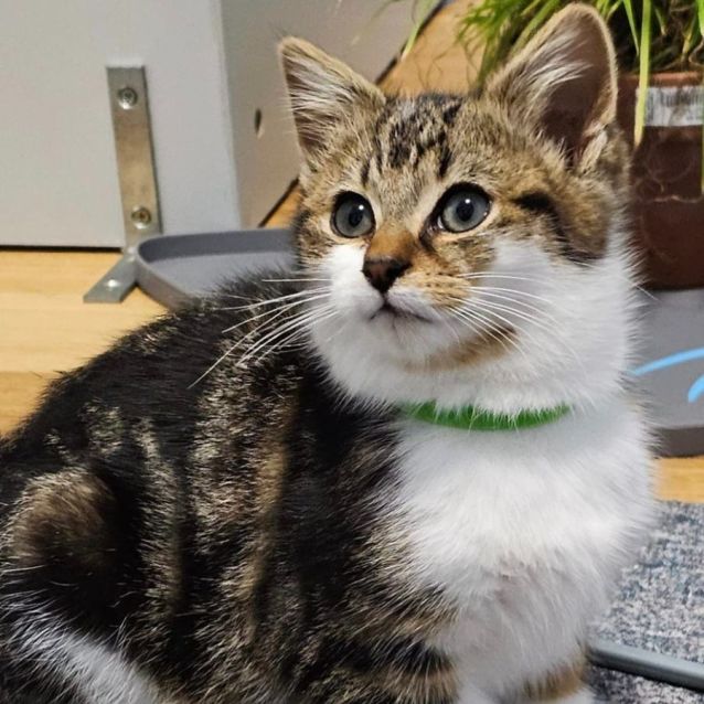 Photo of Merlot ^^Dandy Cat Rescue^^