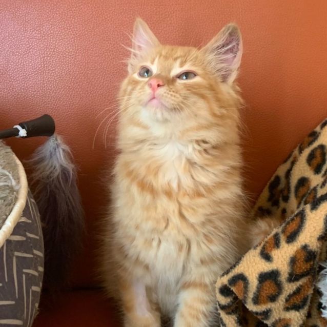 Photo of Cody 🧡🐈🧡