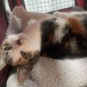 Photo of Ella **2nd Chance Cat Rescue**