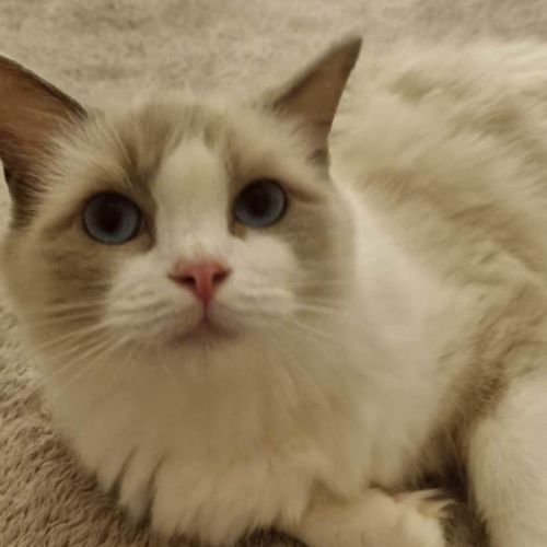 Willow