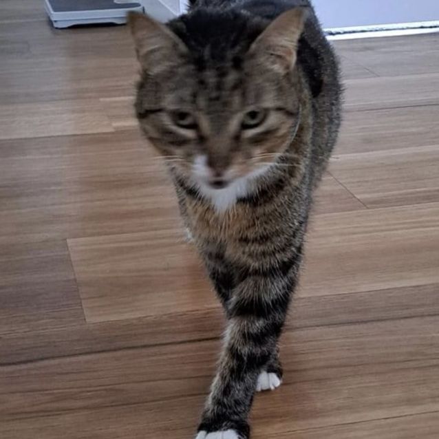 Photo of Pippy