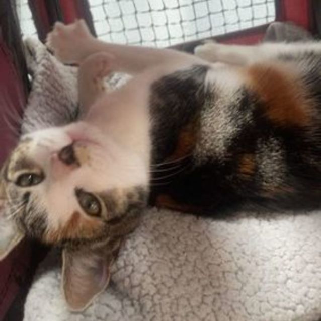 Photo of Ella **2nd Chance Cat Rescue**