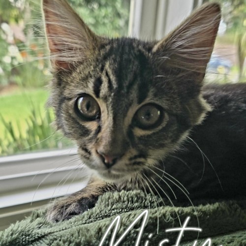 Misty meet me @ petstock carrum downs store