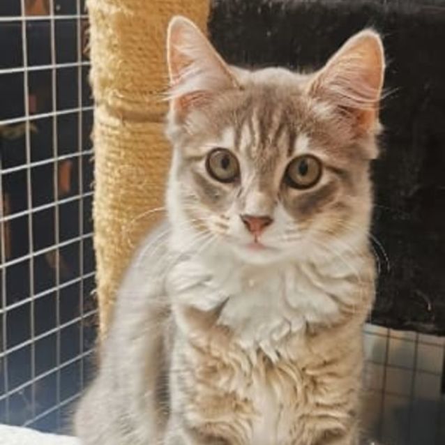 Photo of Autumn **2nd Chance Cat Rescue**