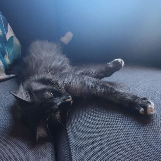 Photo of Bluebell **Fin, Furred N Feathered**