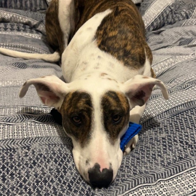 Photo of Huckleberry Finn 