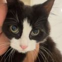 Photo of Sylvester
