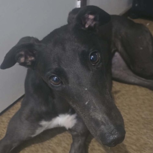 Secrets, the greyhound 