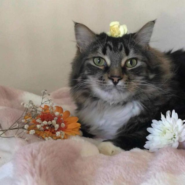 Photo of Koda & Tibs 🩵💙