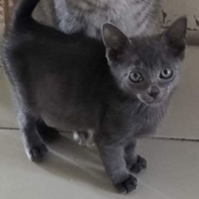 Photo of Fudge