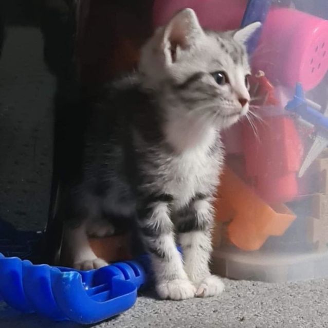 Photo of Pip