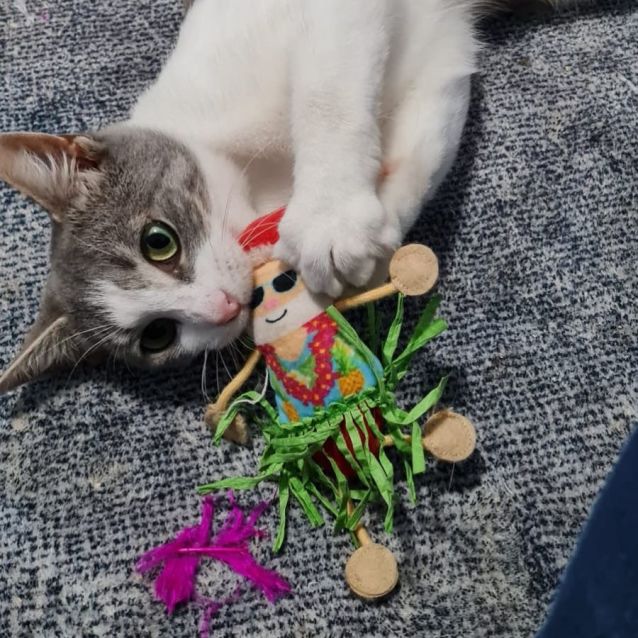 Photo of Sweetpea ^^Dandy Cat Rescue^^