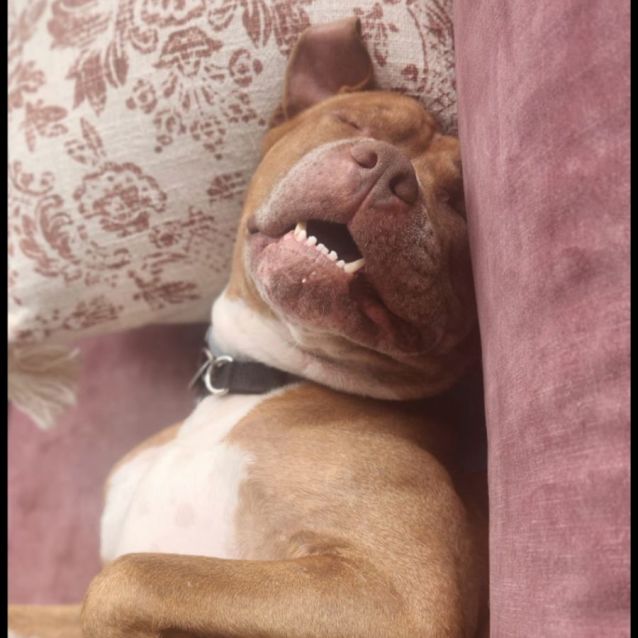 Photo of Colonel  Reduced Adoption Fee