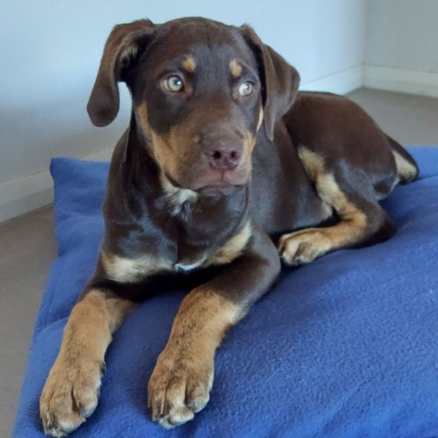 Photo of Beanie