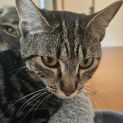 Photo of Kit Kat