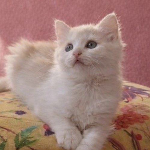 No photo for Sassi Girl