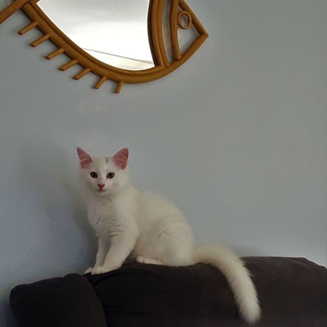 Photo of Higgins ^^Dandy Cat Rescue^^