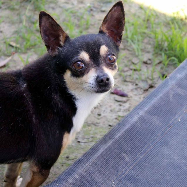Taco time chihuahua new arrivals dog