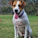 Photo of Indi