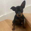 Photo of Minnie