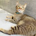 Photo of Sherbet