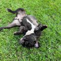 Photo of Bentley 