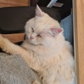 Photo of Moddi