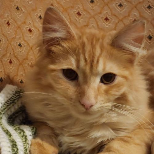 Ranger ^Dandy Cat Rescue^