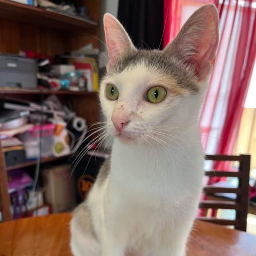 Small Paws Animal Rescue QLD PetRescue