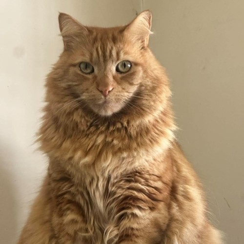 Gus - In foster care in Oak Park