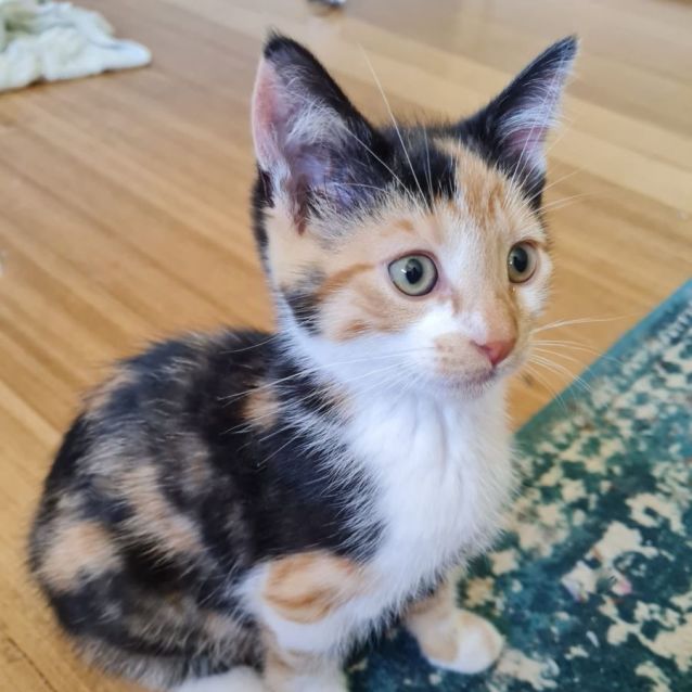 Photo of Chicken ^^Dandy Cat Rescue^^