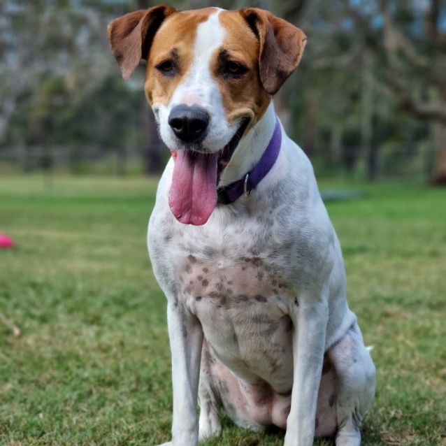 Photo of Indi