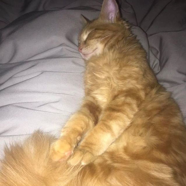 Photo of Benz 🧡🐈🧡