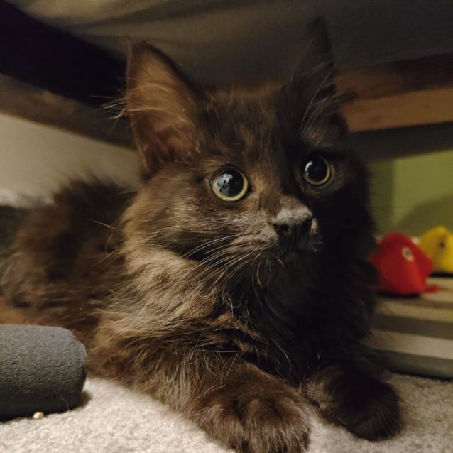 Photo of Hot Chips & Pizza