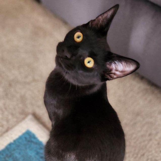 Photo of Licorice ^^Dandy Cat Rescue^^